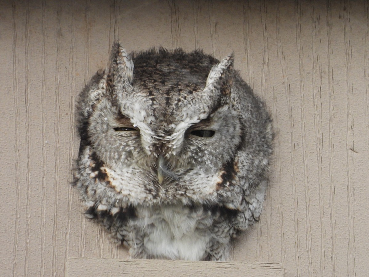 Eastern Screech-Owl - ML646536097