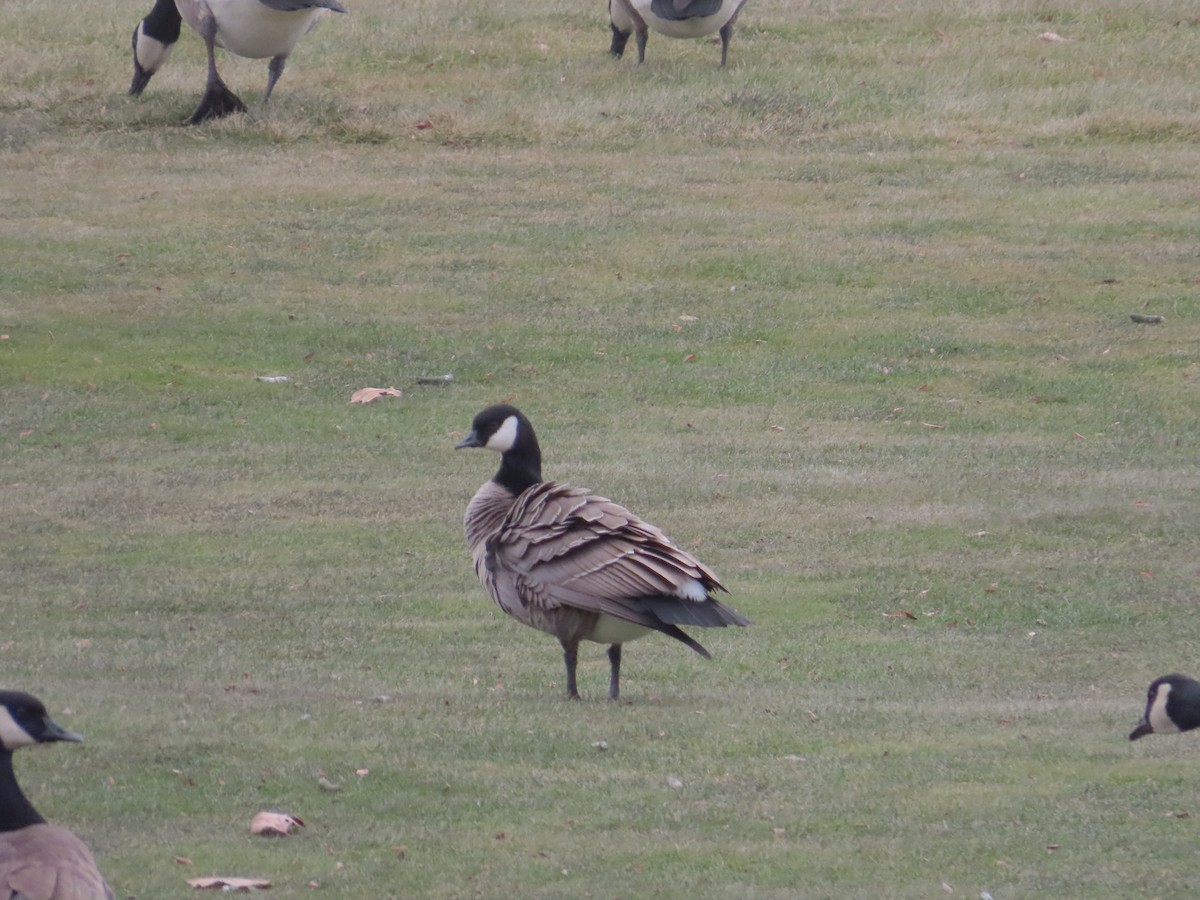 Zwergkanadagans - ML646536102