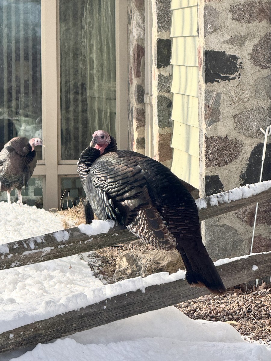 Индейка - ML646536104