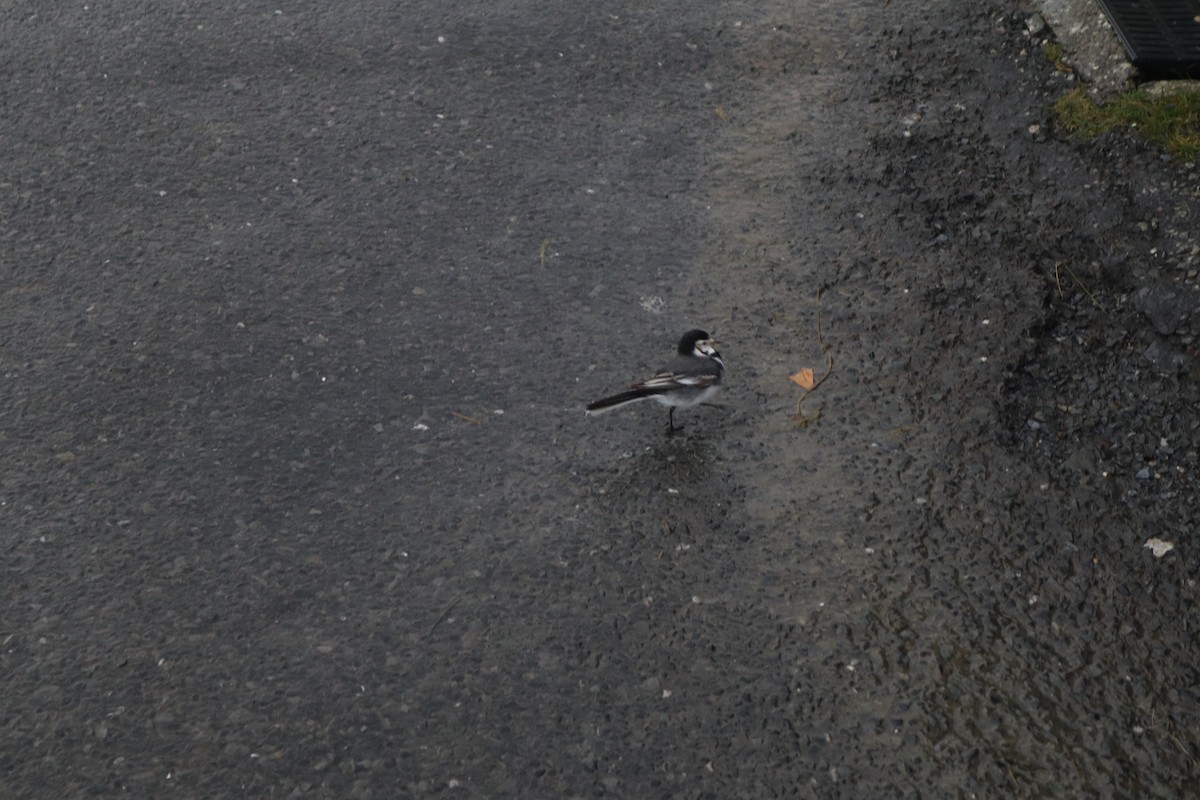 konipas bílý - ML646536105