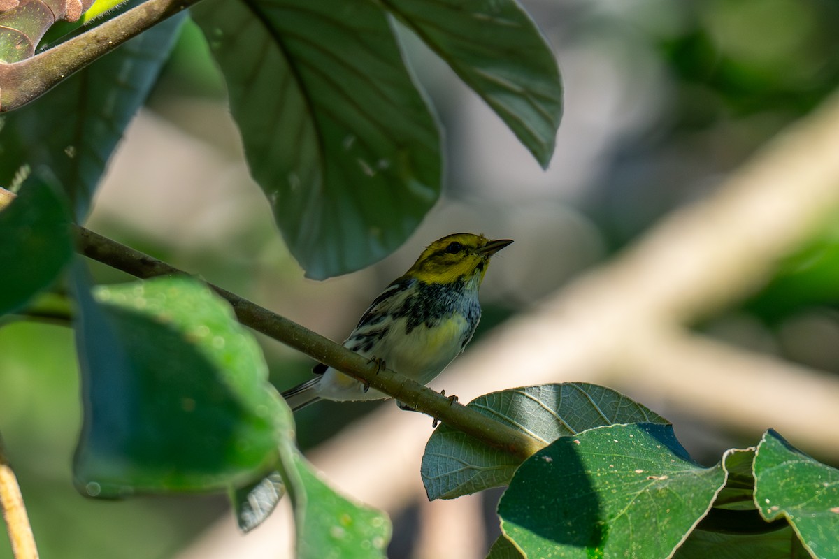 Black-throated Green Warbler - ML646536108