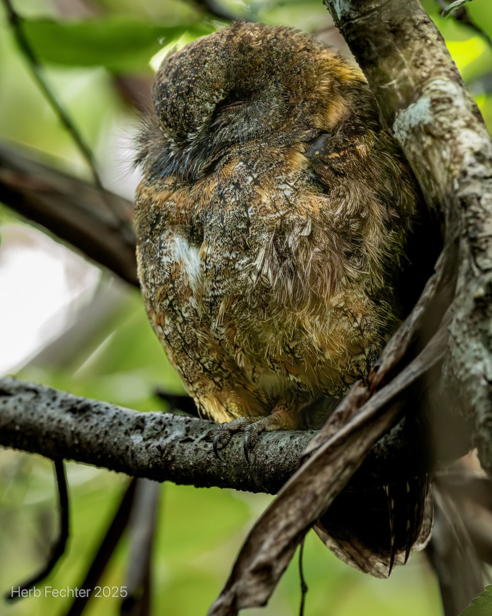 Madagascar Scops-Owl (Rainforest) - ML646536109