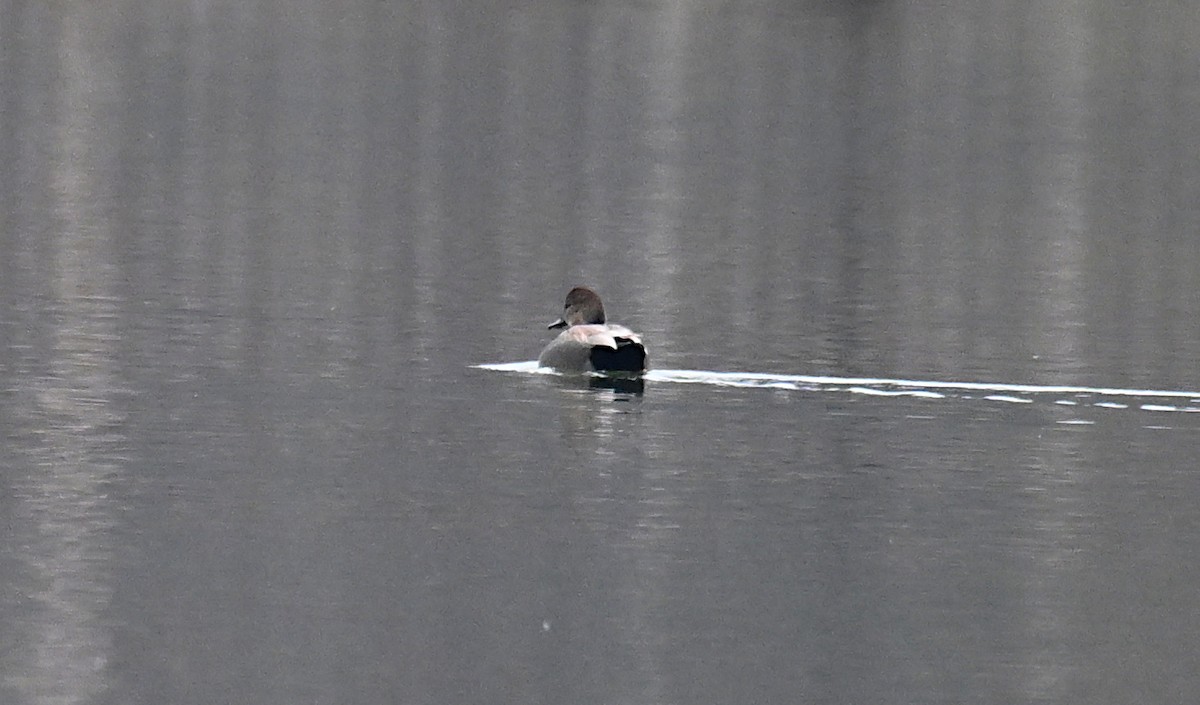 Gadwall - ML646536110