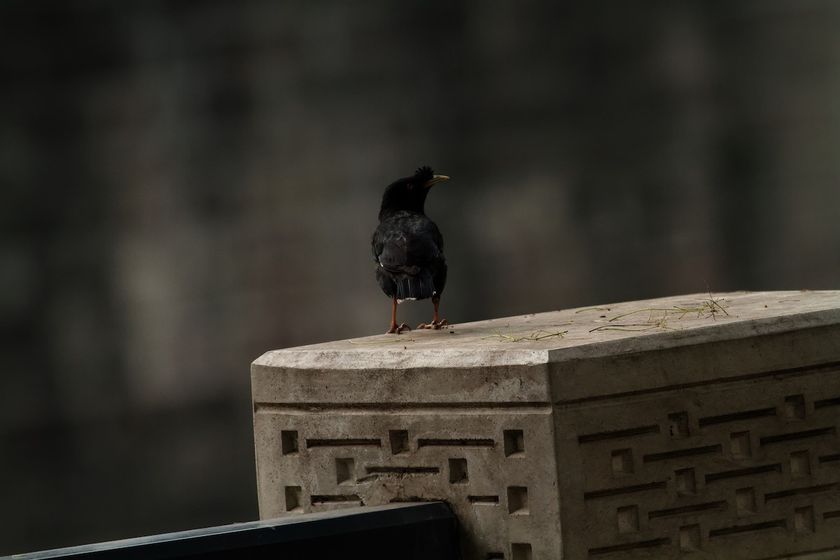 Crested Myna - ML646536111