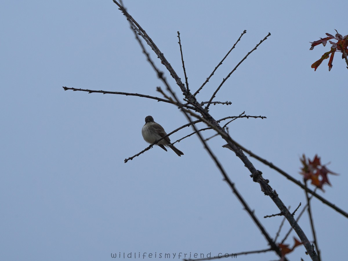 Eastern Phoebe - ML646536112