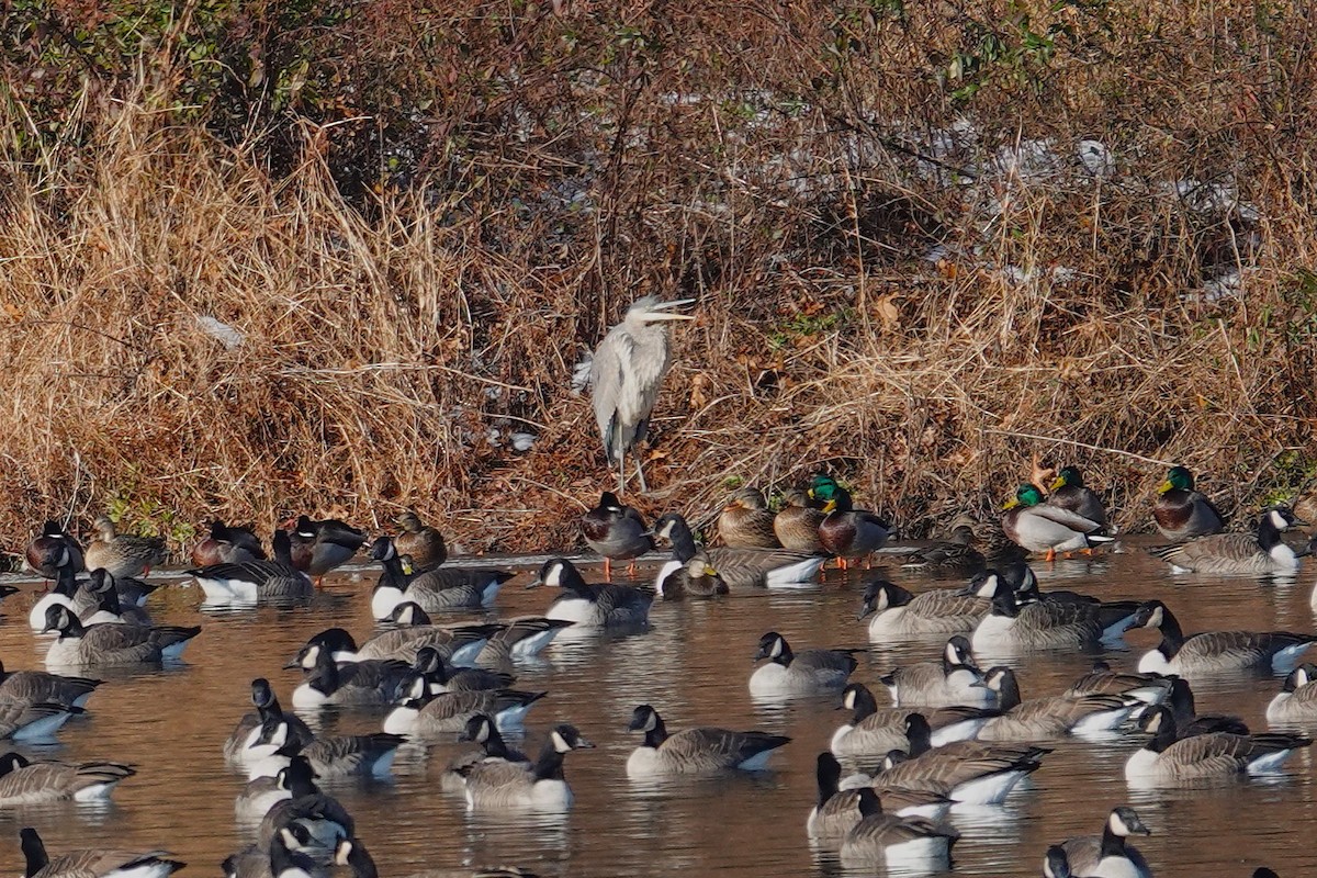 Great Blue Heron - ML646536123