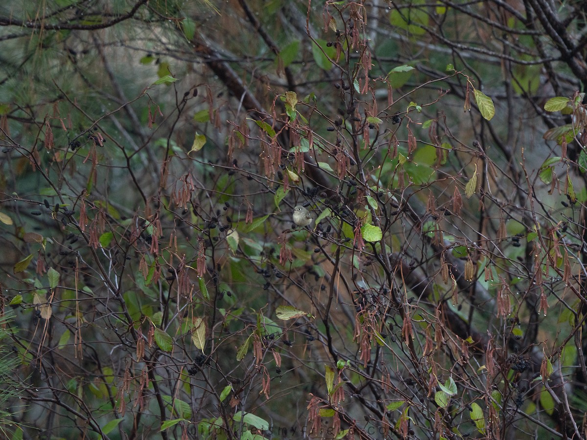 Ruby-crowned Kinglet - ML646536124