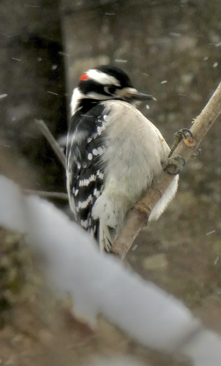 Downy Woodpecker - ML646536127