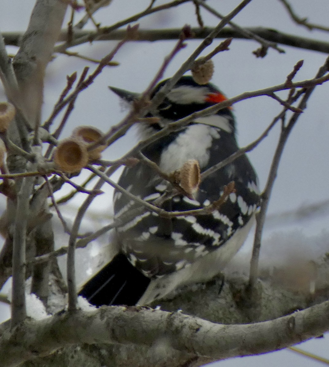 Downy Woodpecker - ML646536128