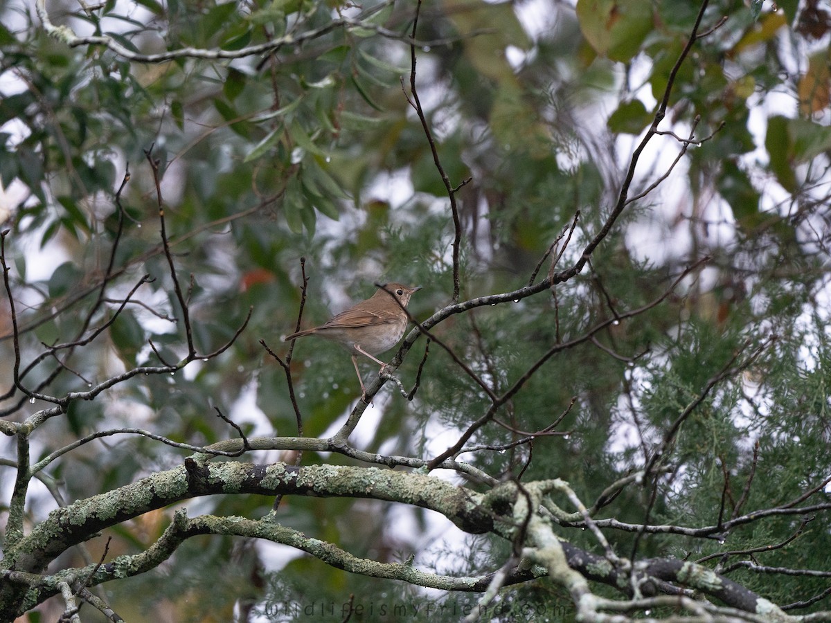 Tordo di Pallas - ML646536131