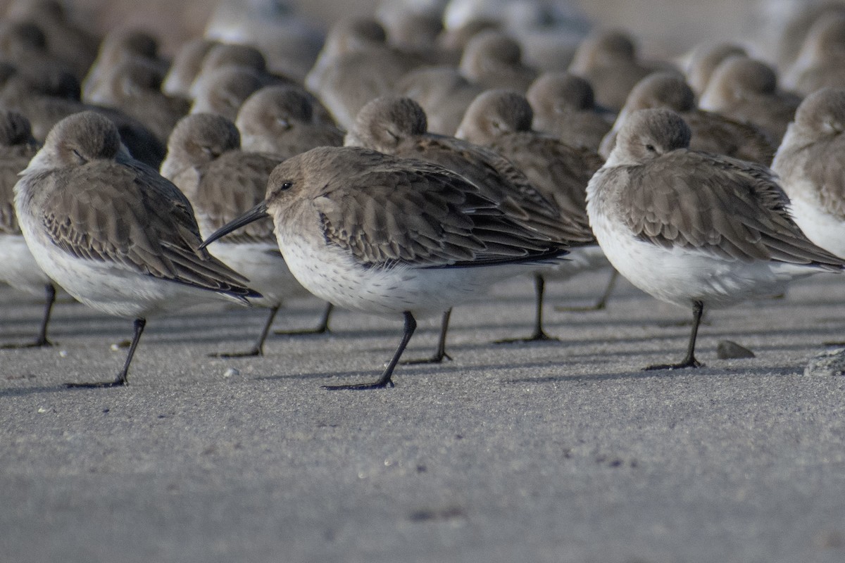 Correlimos Común - ML646536132