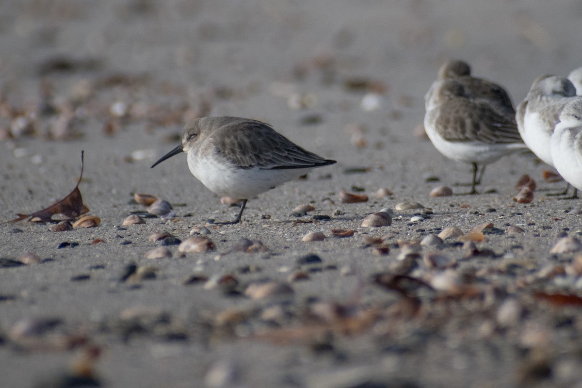 Correlimos Común - ML646536133