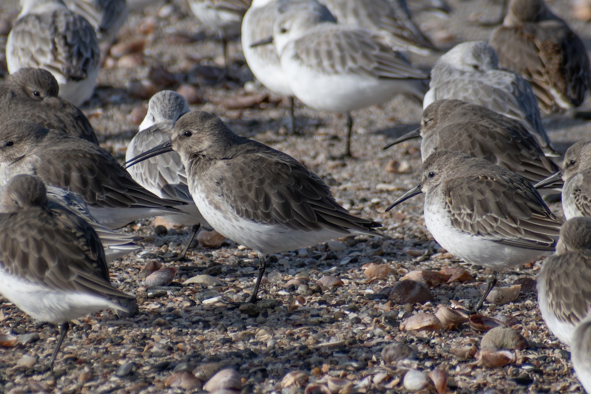 Correlimos Común - ML646536135
