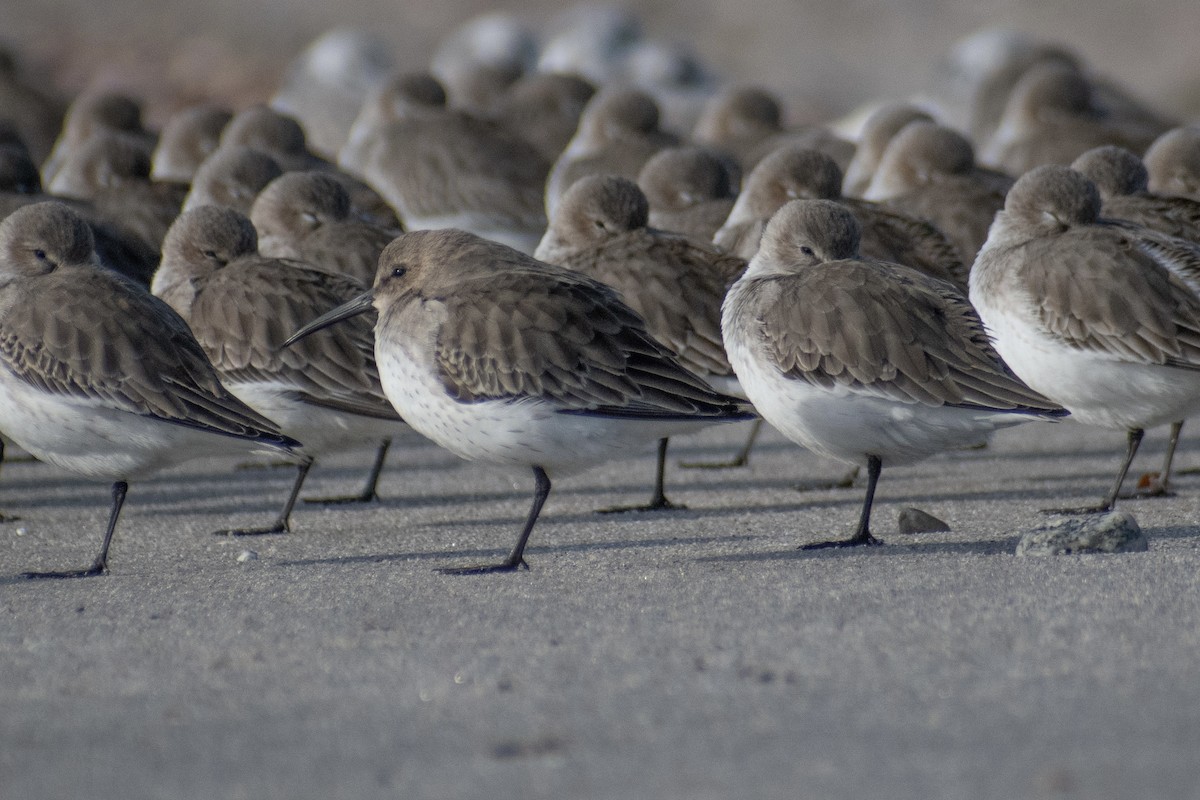 Correlimos Común - ML646536136