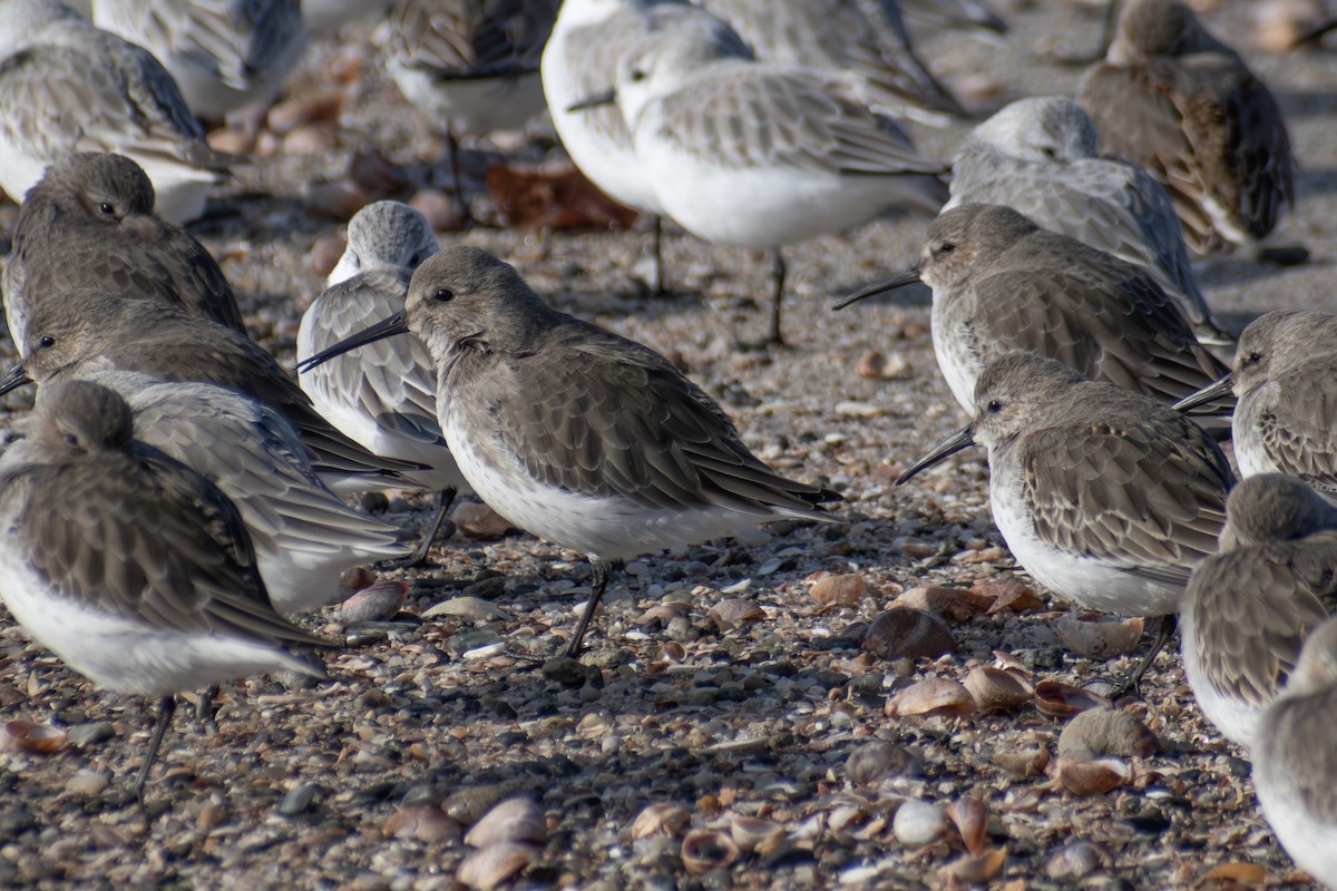 Correlimos Común - ML646536137
