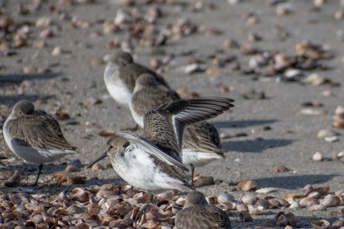 Correlimos Común - ML646536138