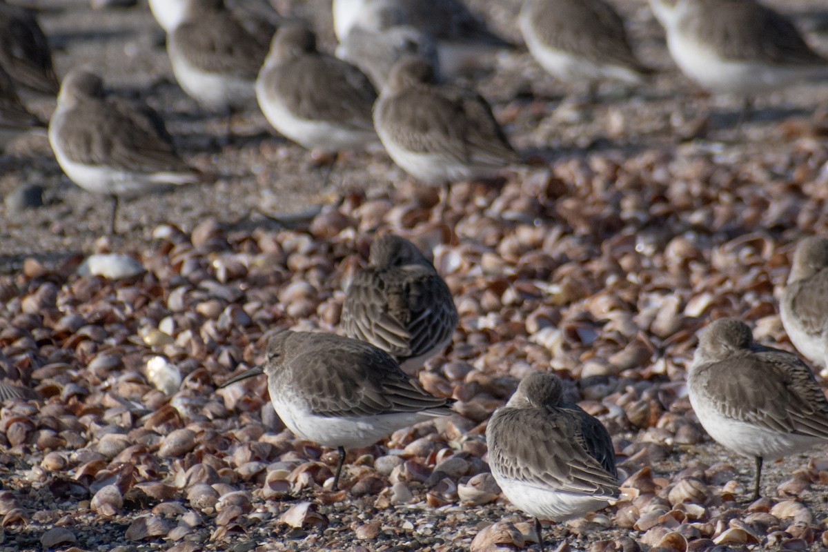 Correlimos Común - ML646536139
