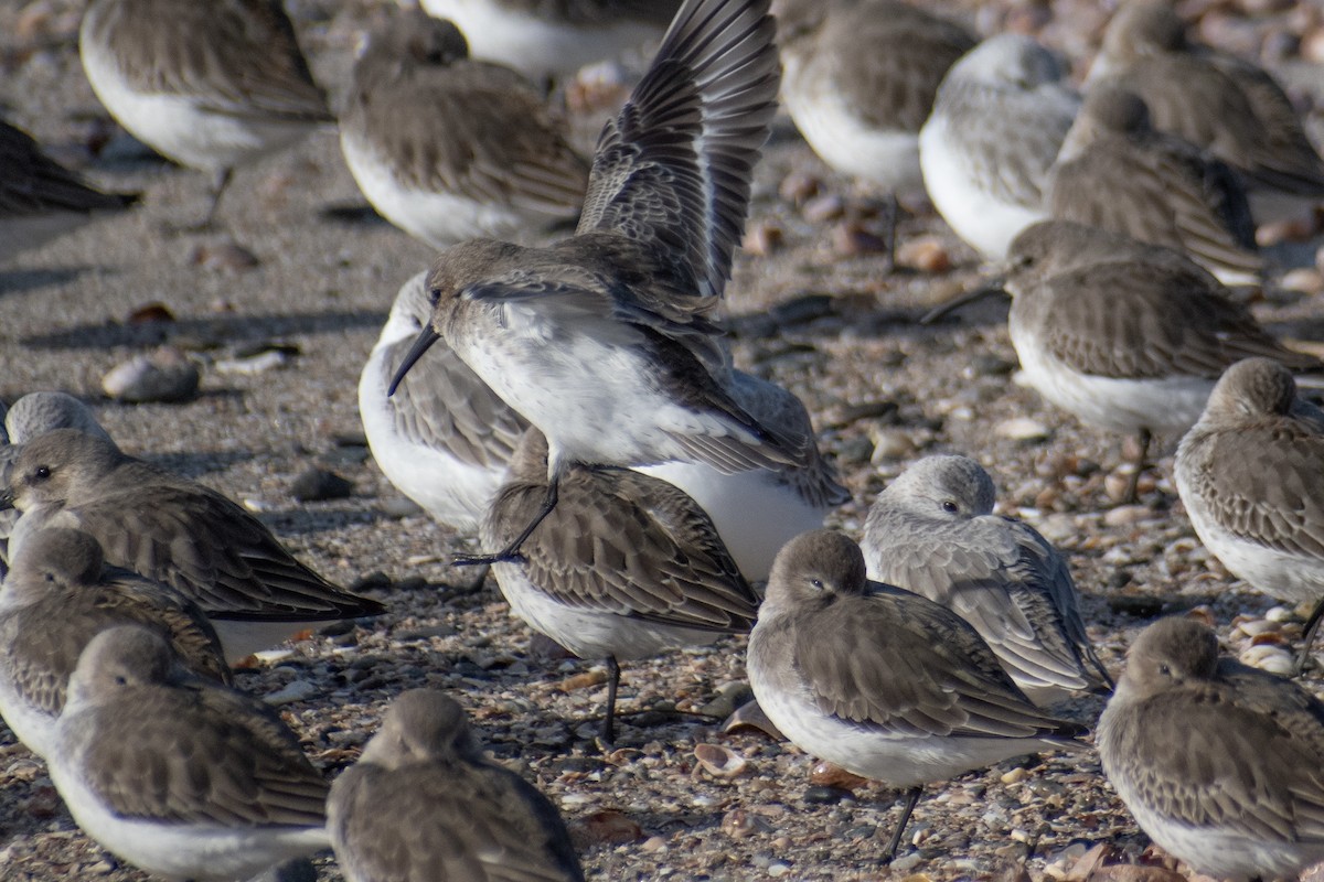 Correlimos Común - ML646536140