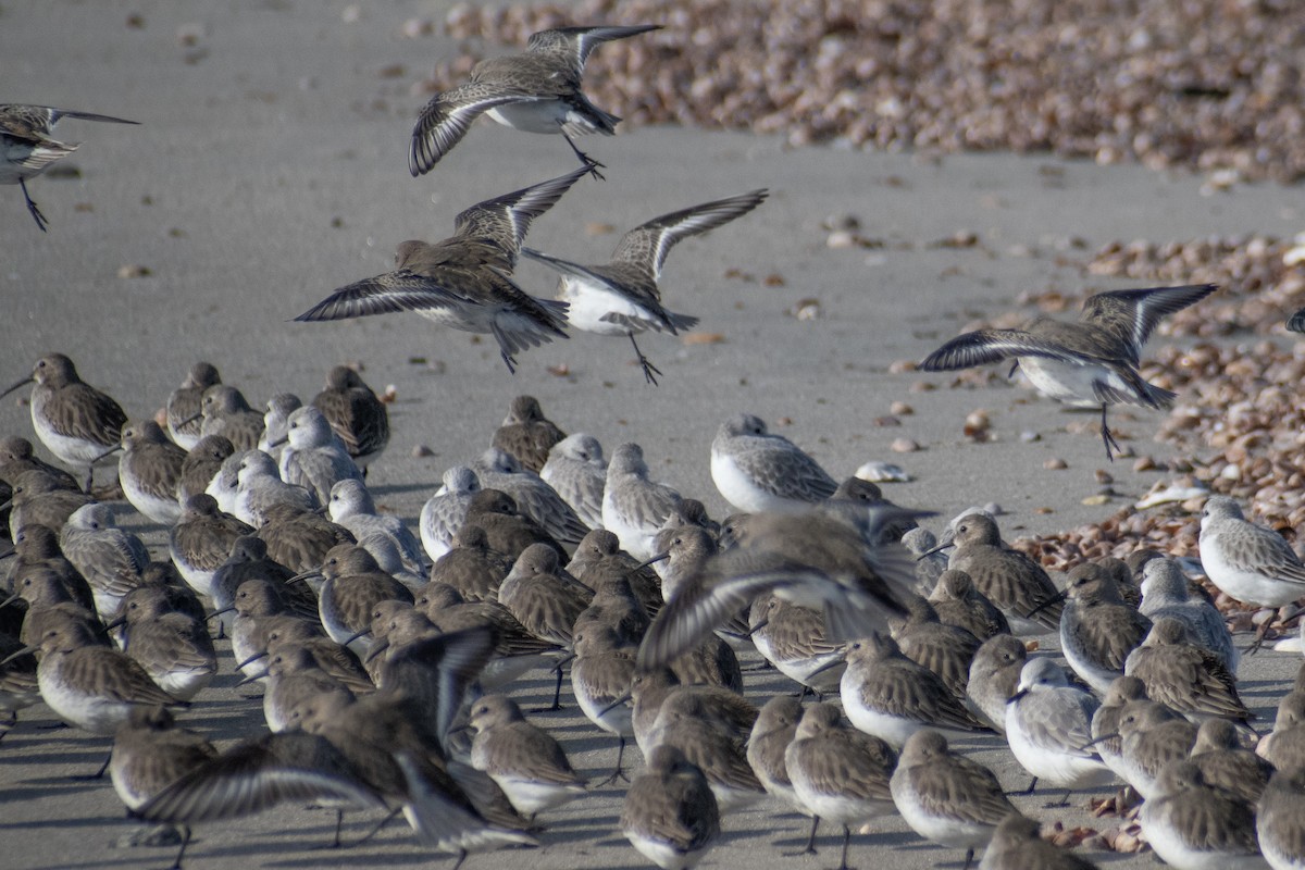 Correlimos Común - ML646536142