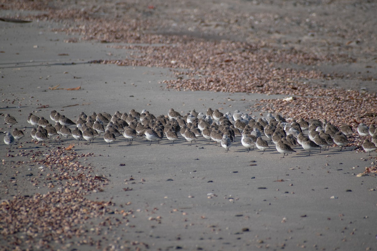 Correlimos Común - ML646536143