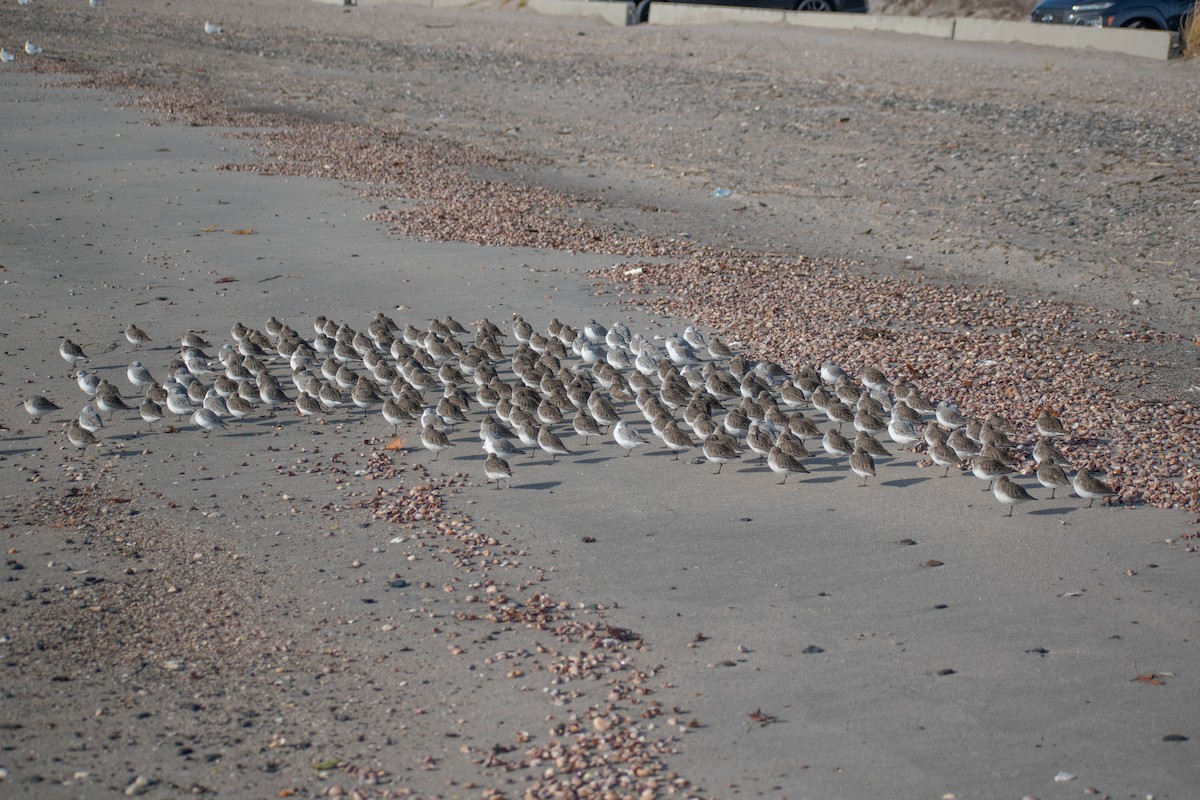 Correlimos Común - ML646536144