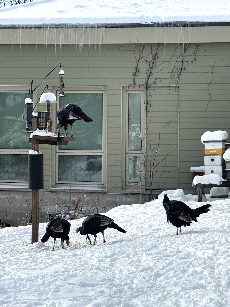 Индейка - ML646536145