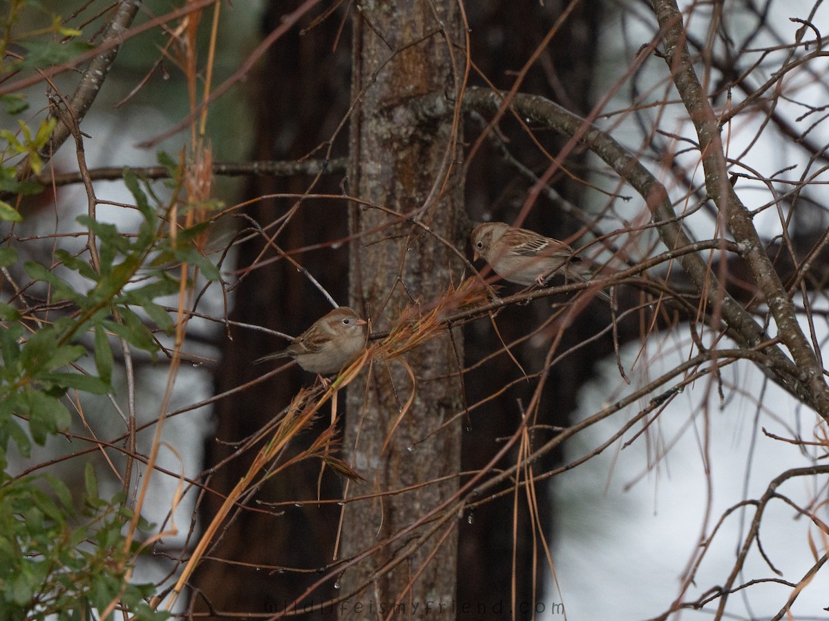 Field Sparrow - ML646536149