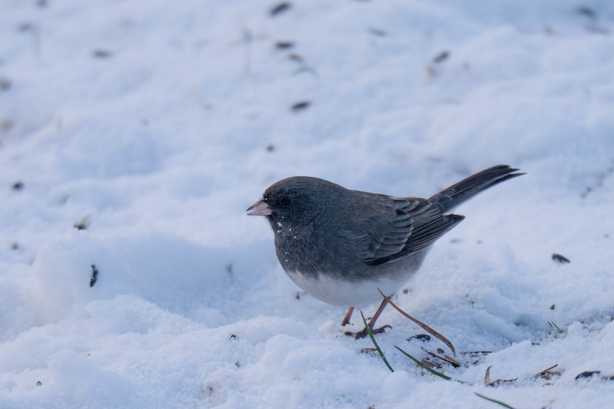 Dark-eyed Junco - ML646536150