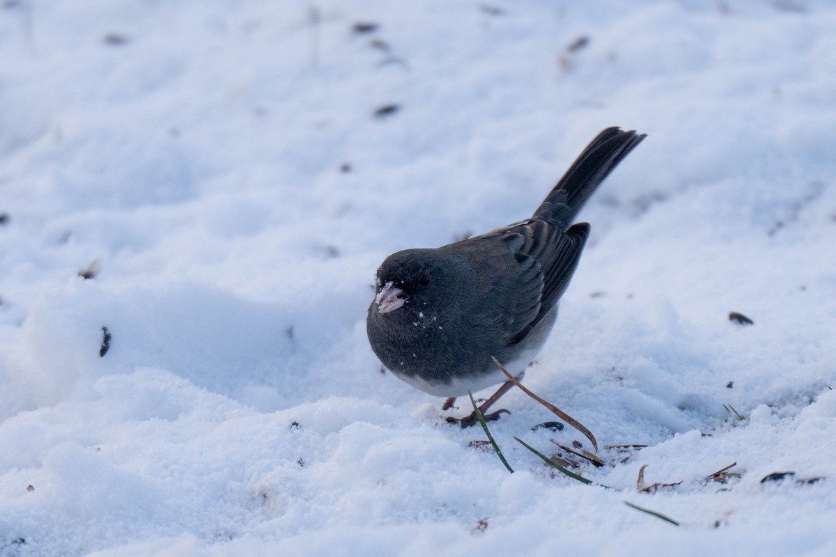 Dark-eyed Junco - ML646536151