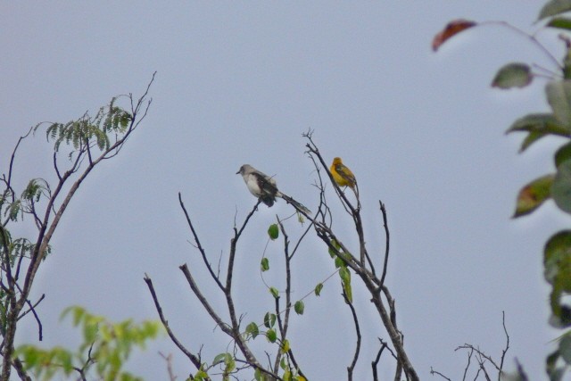 Hooded Oriole - ML646536152