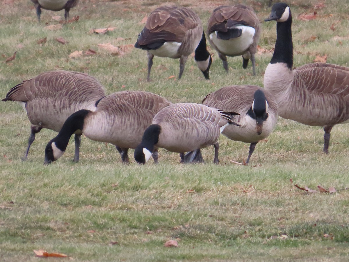 Zwergkanadagans - ML646536153