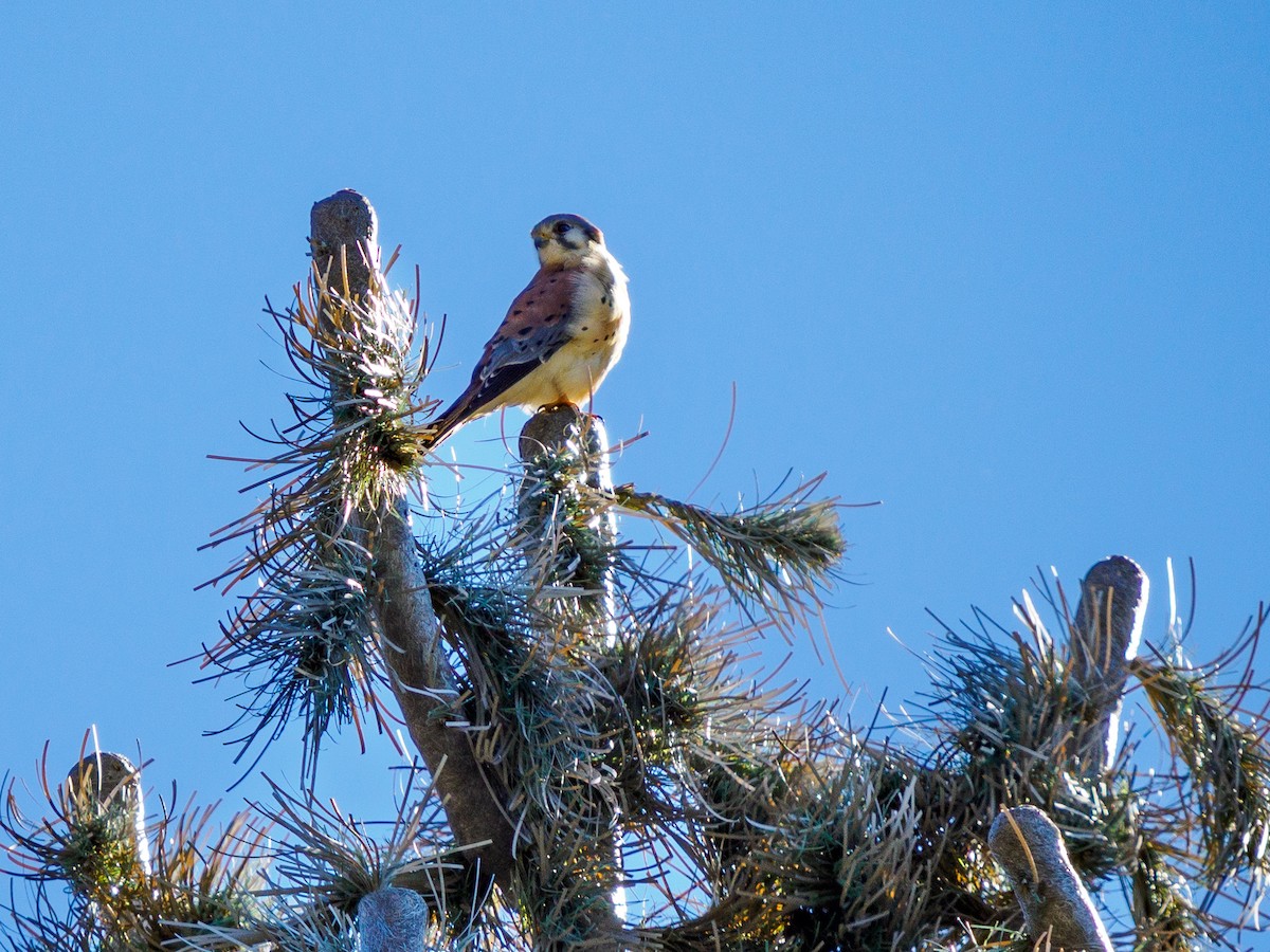 Belatz amerikarra - ML646536154