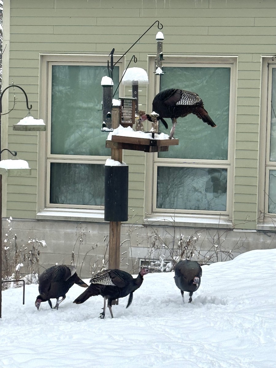 Индейка - ML646536155