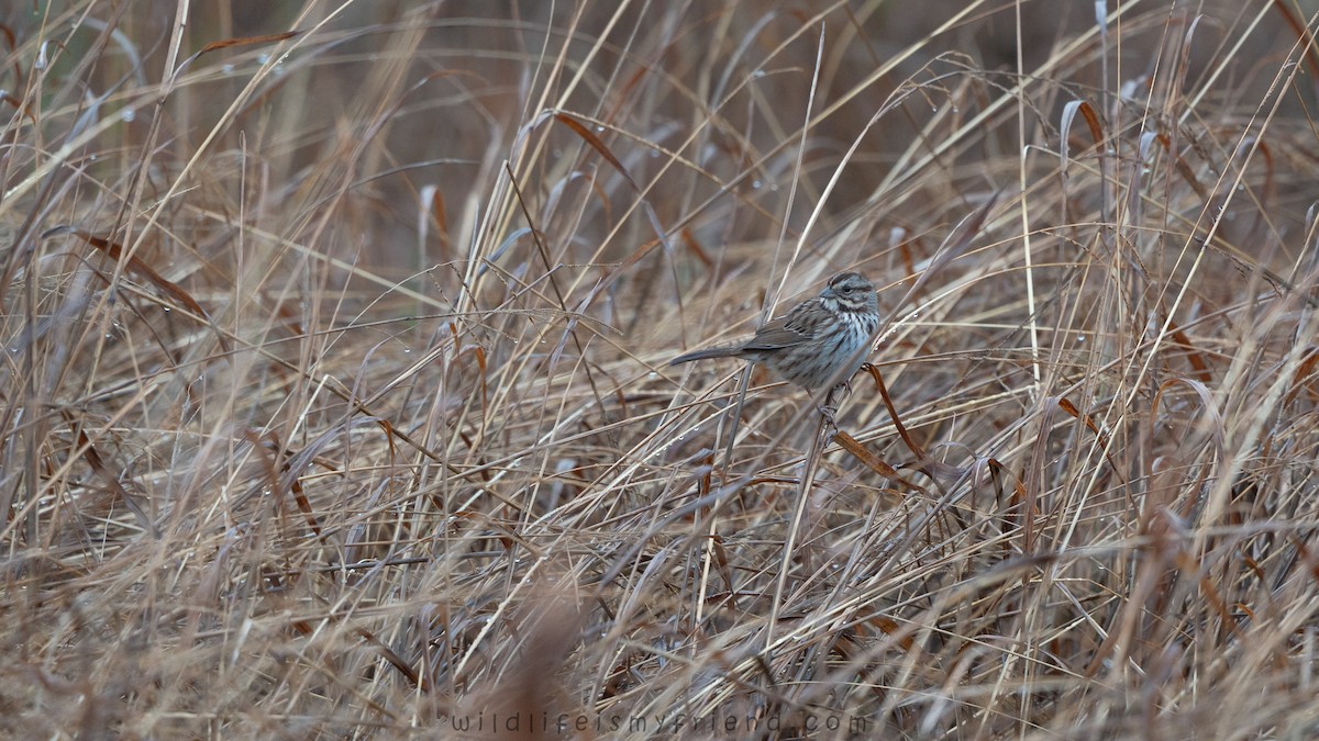 Song Sparrow - ML646536156