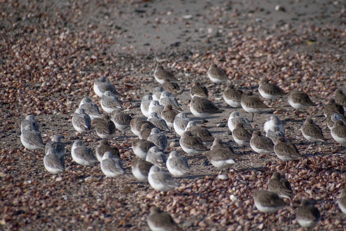 Correlimos Tridáctilo - ML646536157