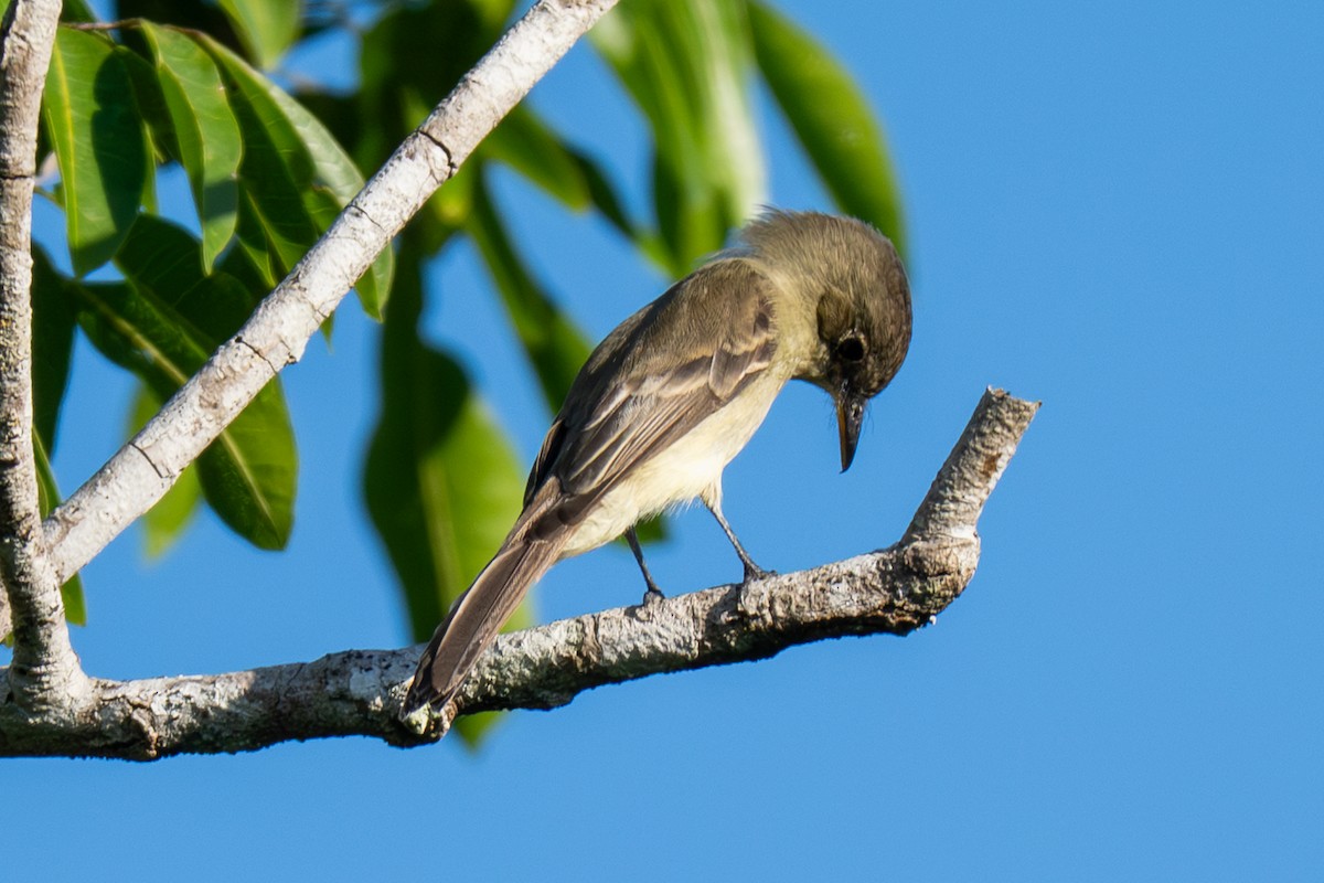 Least Flycatcher - ML646536159