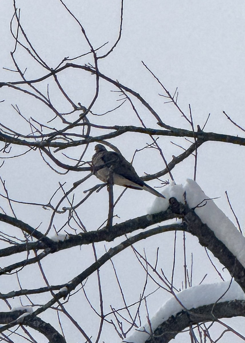 Плачущая горлица - ML646536160