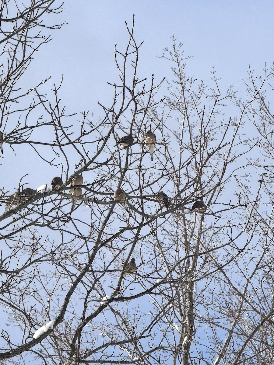 Плачущая горлица - ML646536161