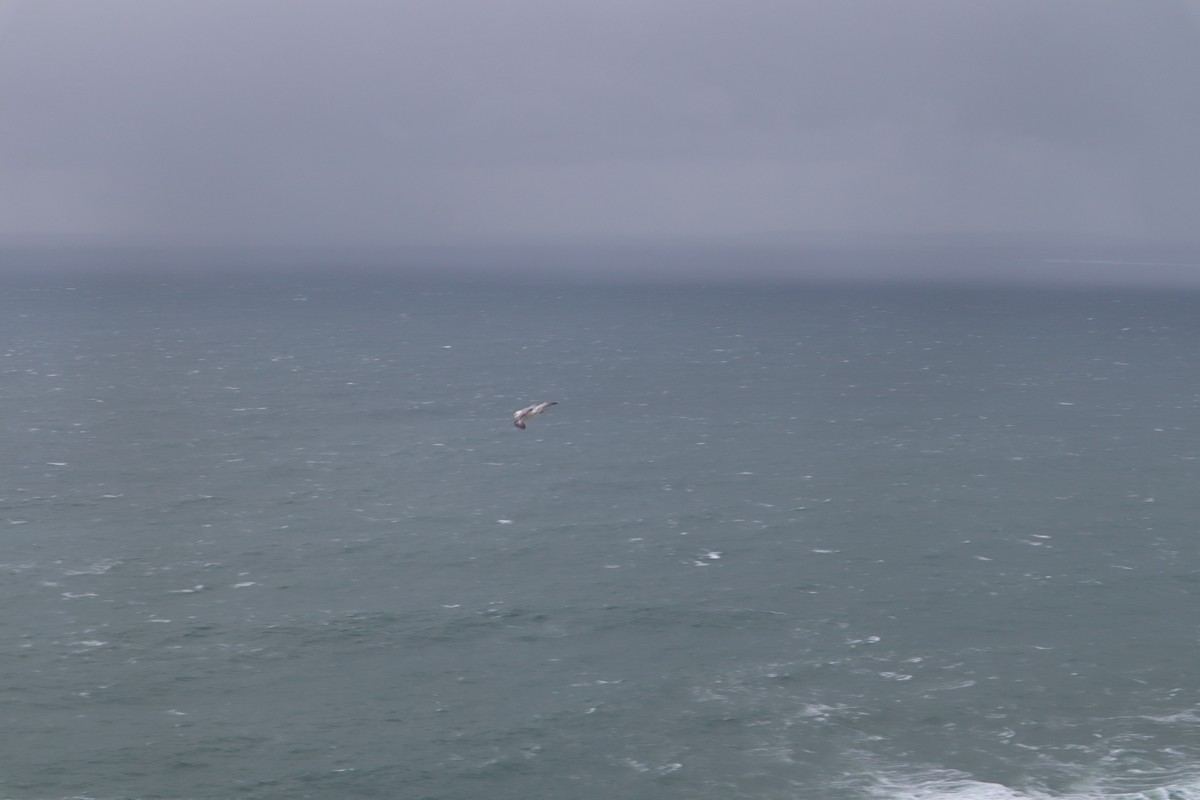 buřňák lední - ML646536163