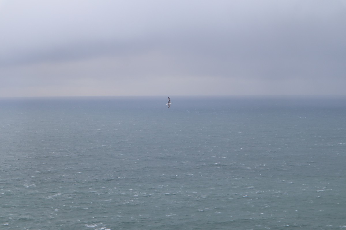 buřňák lední - ML646536164