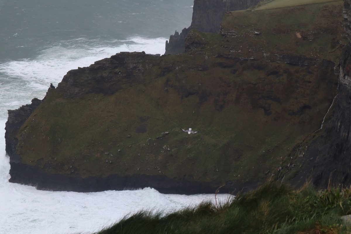 buřňák lední - ML646536165