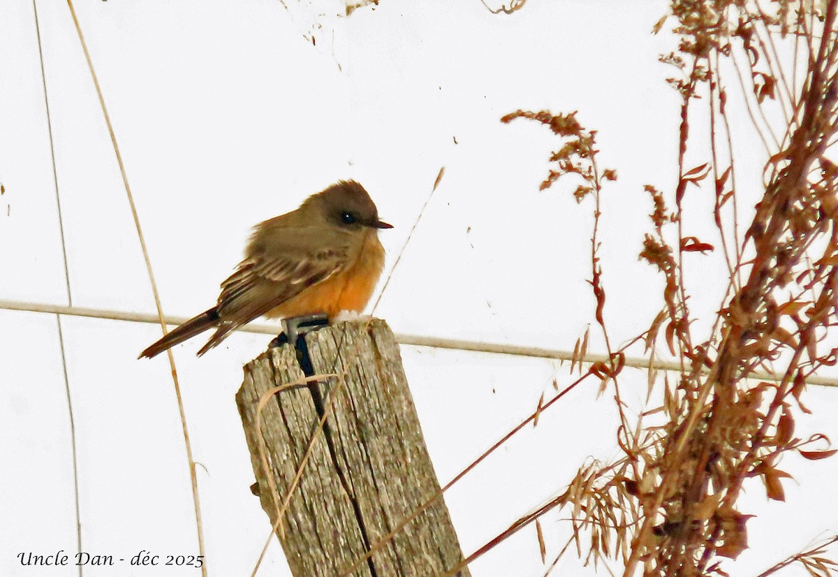 Zimtbauch-Phoebetyrann - ML646536166