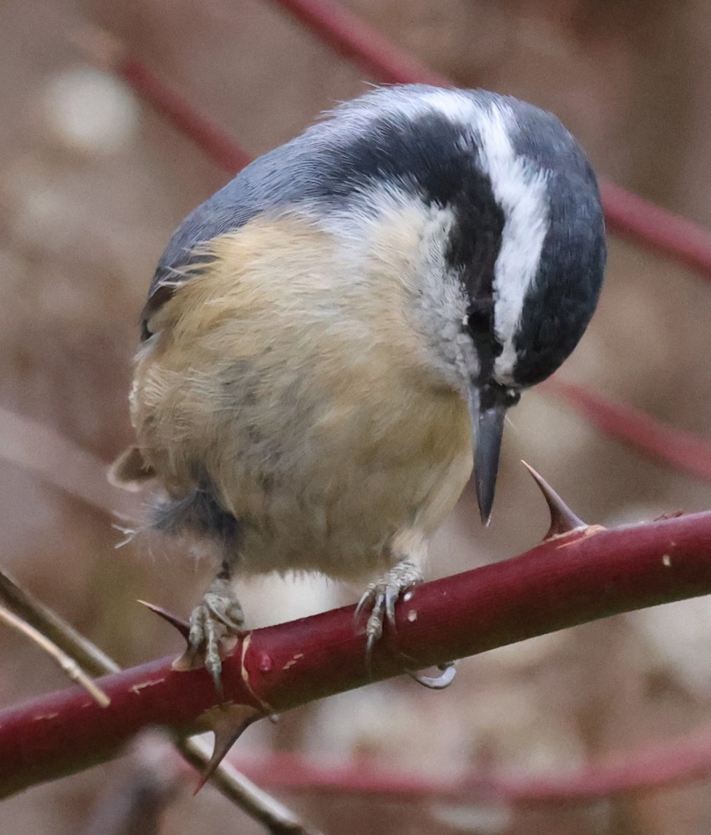 Sittelle à poitrine rousse - ML646536167