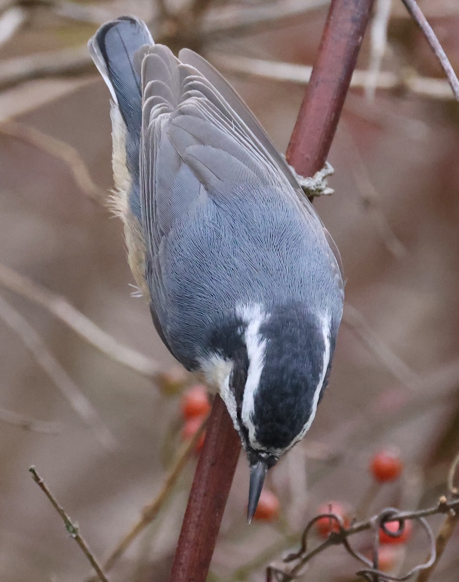 Sittelle à poitrine rousse - ML646536168