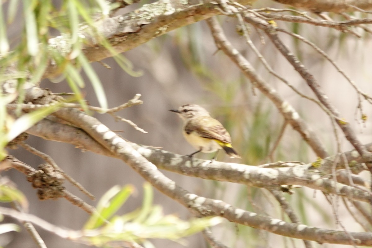 Acantiza Culigualda - ML646536171