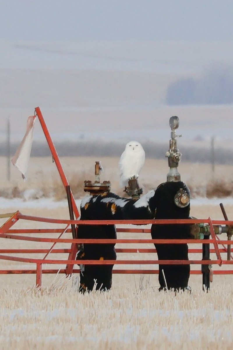 Snowy Owl - ML646536172