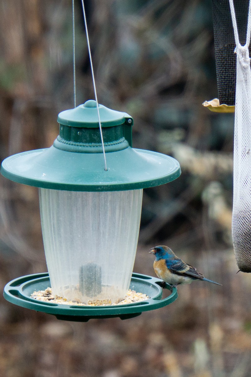 Lazuli Bunting - ML646536174
