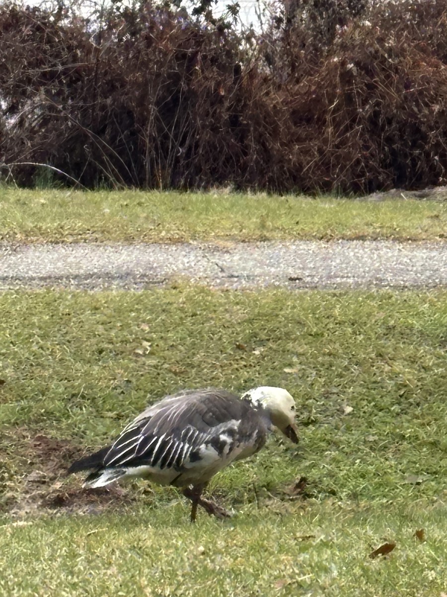 Snow Goose - ML646536175