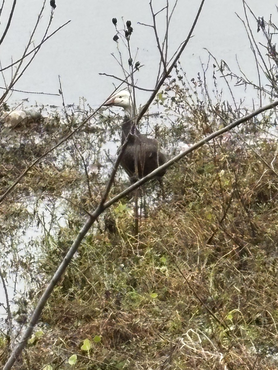 Snow Goose - ML646536176