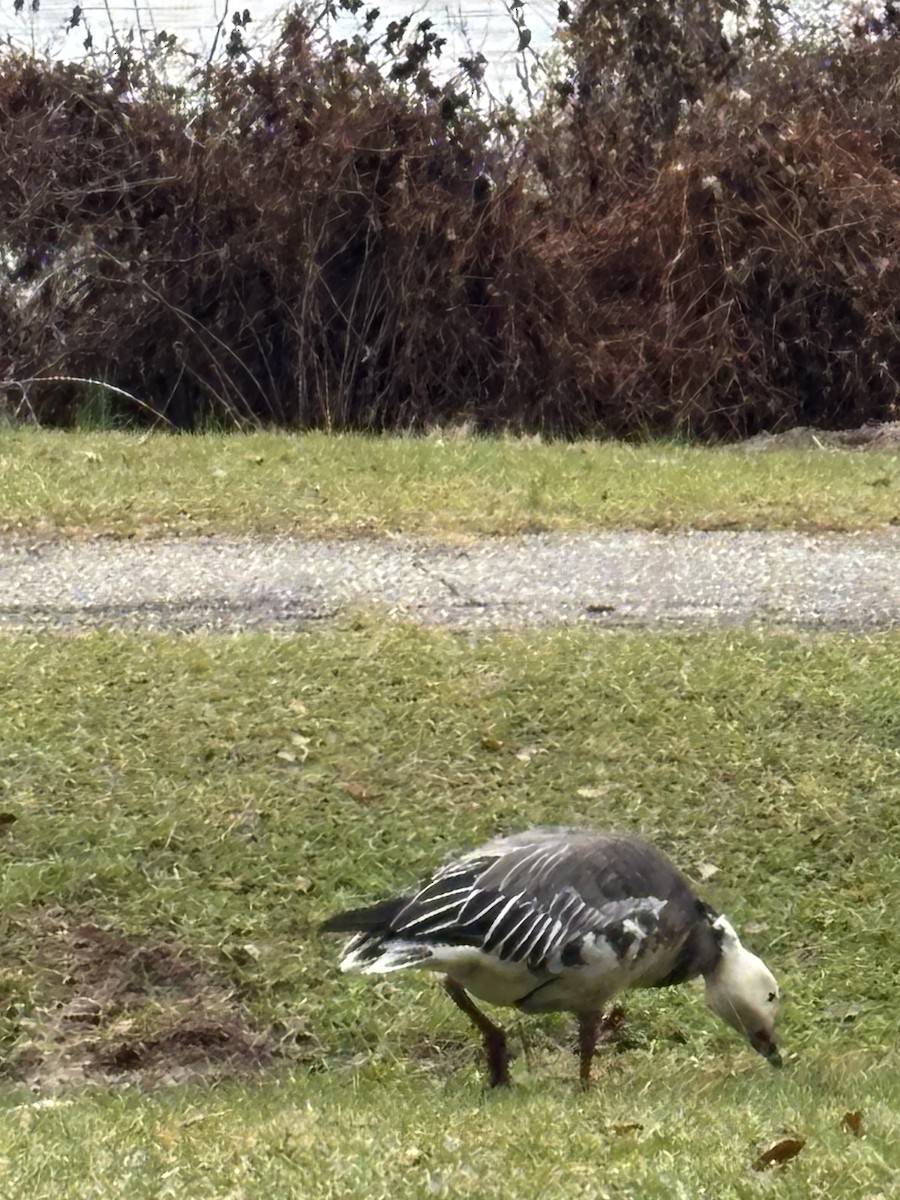 Snow Goose - ML646536177